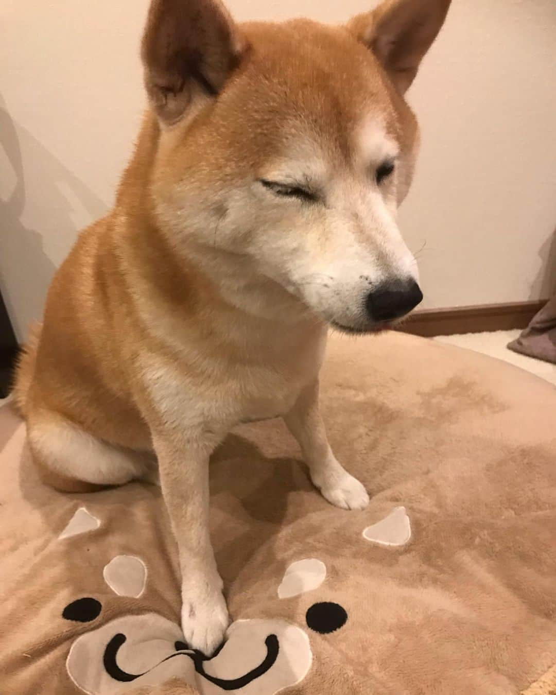 柴犬のモモさんのインスタグラム写真 - (柴犬のモモInstagram)「ちゃんと撮れてるのと撮れてないのとを交互に載せてます #いぬ #イヌ #犬 #柴犬 #赤柴 #日本犬 #犬バカ部 #ふわもこ部 #いぬら部 #癒しわんこ #柴犬マニア #犬のいる暮らし #口角キュキュッと部 #shiba #shibainu #shibadog #dogstagram #dogsofinstagram #shibastagram #shibasofinstagram #shibamania #inu #instadog #toyota_dog」12月12日 22時05分 - shi_ba_i_nu_momo