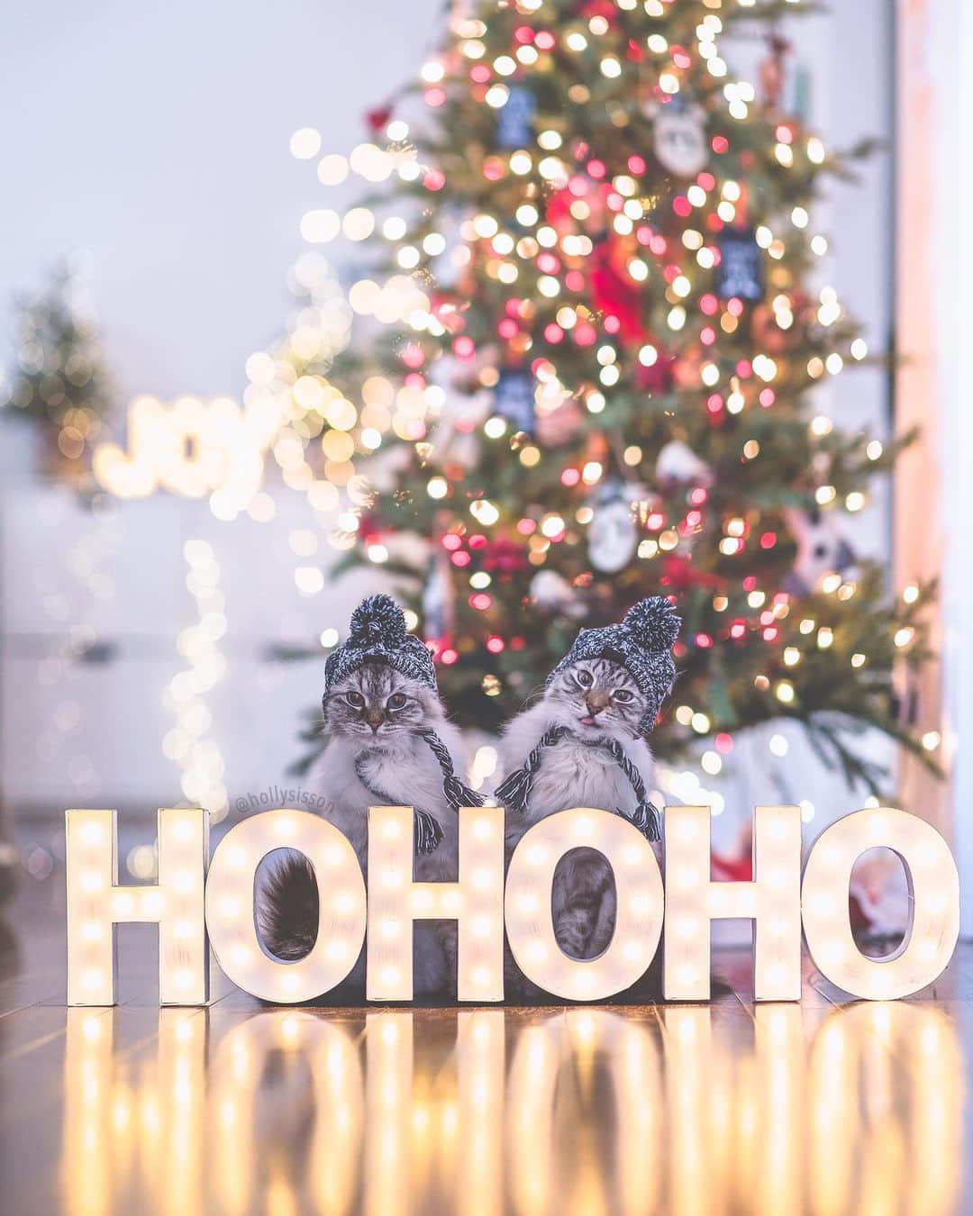 Holly Sissonさんのインスタグラム写真 - (Holly SissonInstagram)「Hohoho...no? 😹🎄 #Toronto #Siberiancat #christmas #bokeh (See more of Alice, Finnegan, and Oliver, on @pitterpatterfurryfeet) ~ Canon 1D X MkII + 85 f1.4L IS @ f1.4  See my bio for full camera equipment information plus info on how I process my images. 😊 ~  @bestmeow #bestmeow #xmaswonders」12月12日 22時35分 - hollysisson