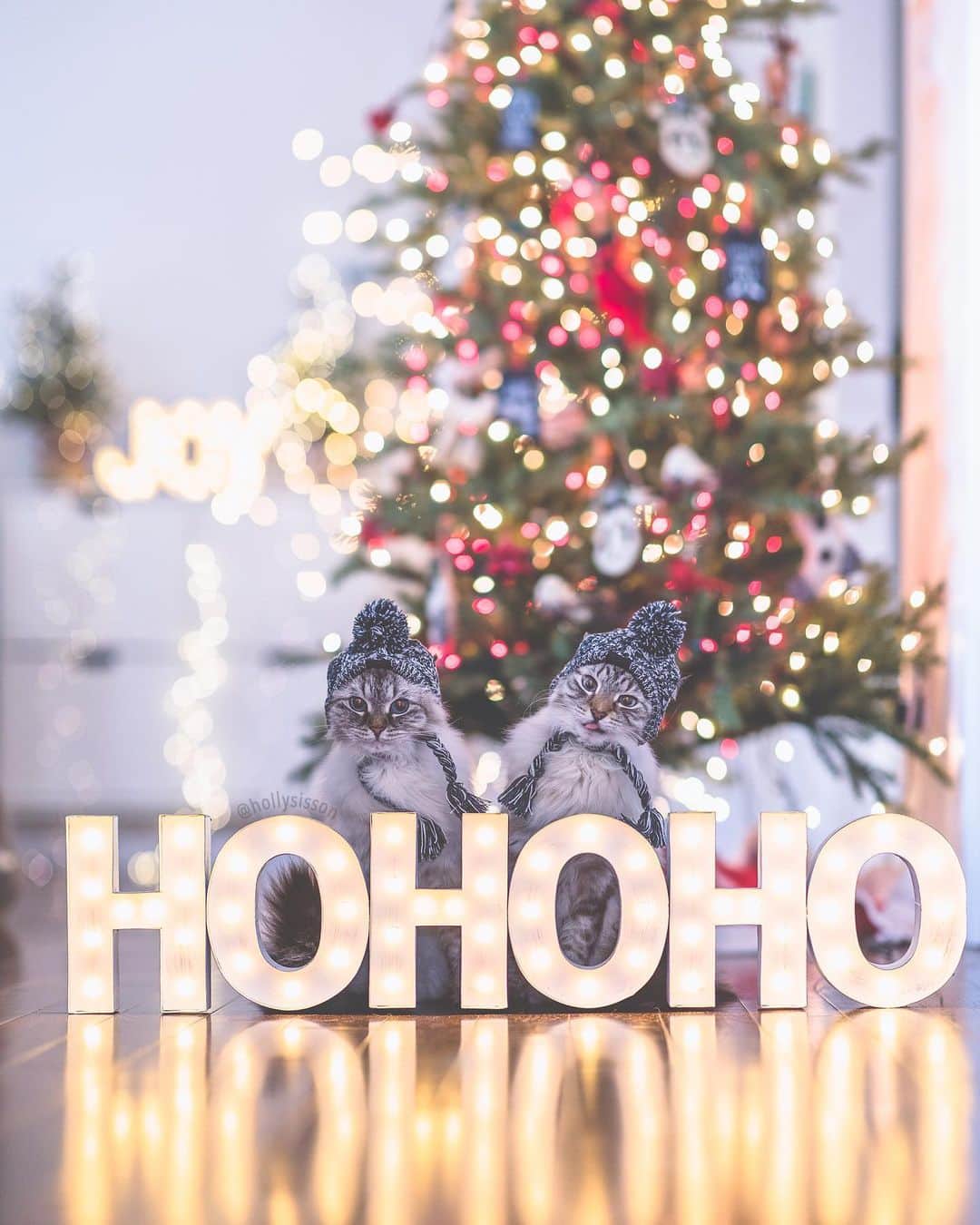 のインスタグラム：「Hohoho...no? 😹🎄 #Toronto #Siberiancat #christmas #bokeh (See more of Alice, Finnegan, and Oliver, on @pitterpatterfurryfeet) ~ Canon 1D X MkII + 85 f1.4L IS @ f1.4  See my bio for full camera equipment information plus info on how I process my images. 😊 ~  @bestmeow #bestmeow #xmaswonders」