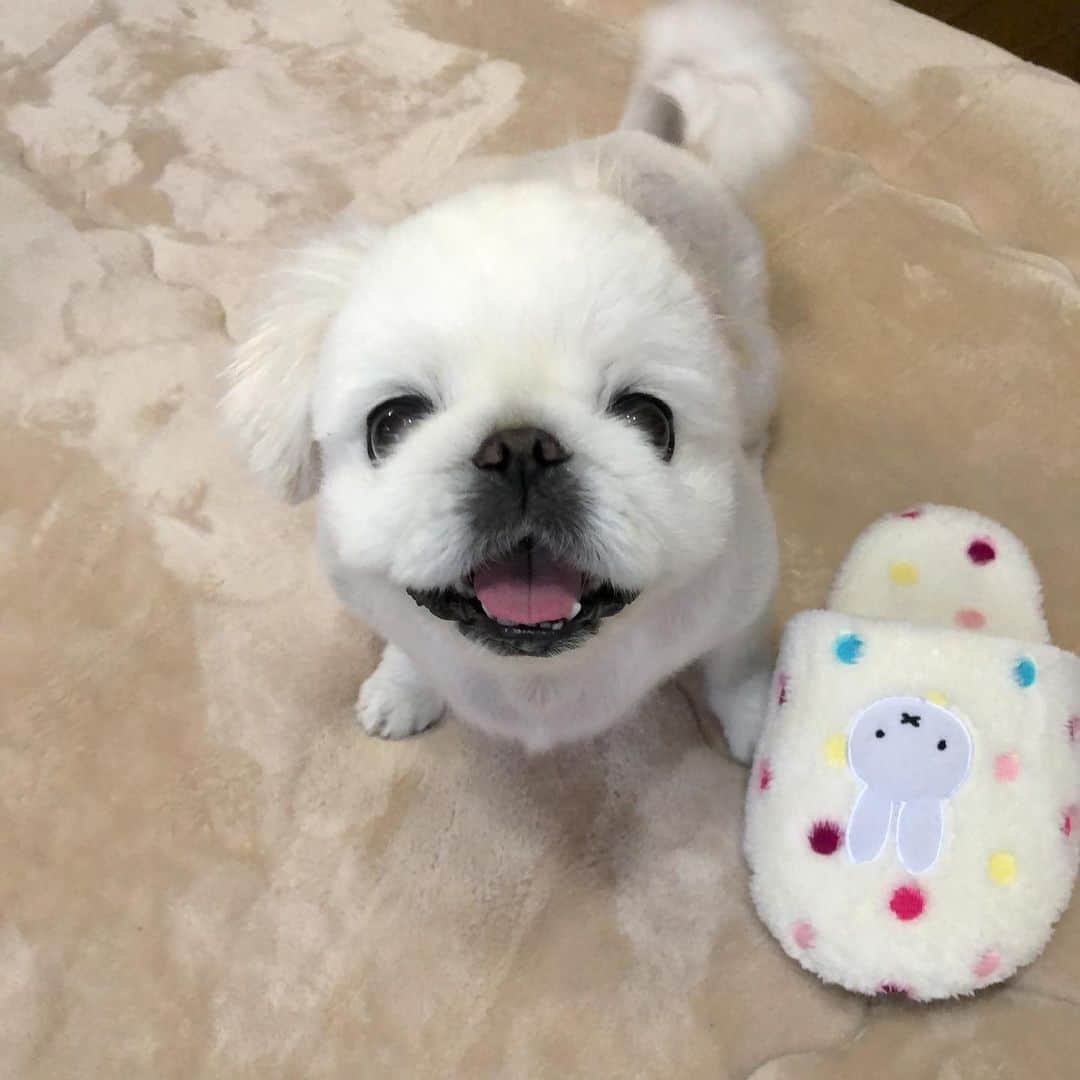 こなつのインスタグラム：「はい❣️どうぞ🐶❤️🐶💛 スリッパお届け隊٩(๑❛ᴗ❛๑)۶」