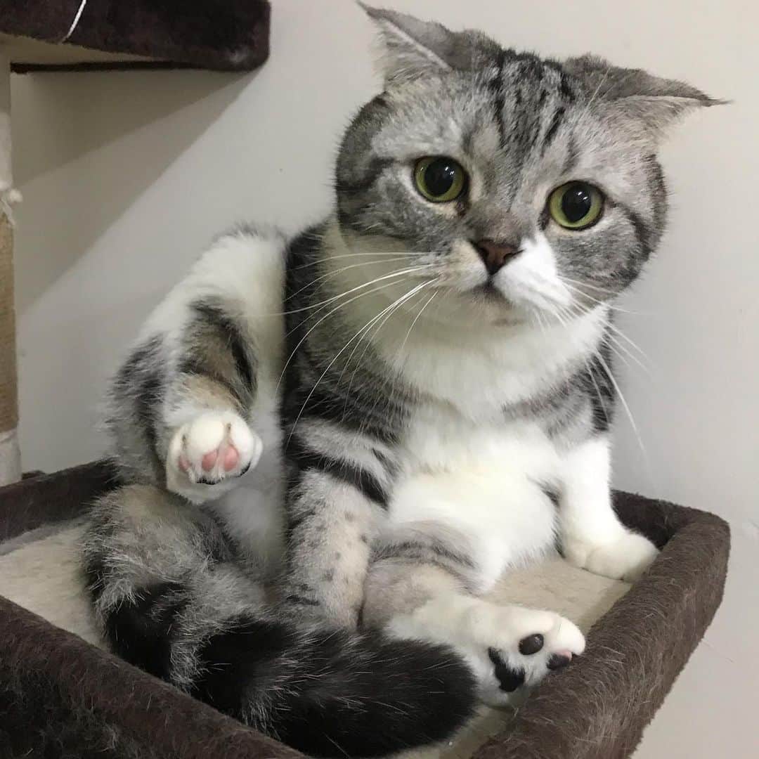 KATSUOのインスタグラム：「. かつおげんきです😊 . #cat #catstagram #catsofinstagram #instacat #cutecat #katsuo」