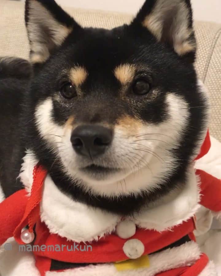 まめ丸のインスタグラム：「* * 今年もそろそろまめ丸サンタさん🎅 の出番かなー🐶❓ おやすみなさーい🐶💓 #まめ丸おねむ * good night⭐️ Sweet dreams🐶💓 * #みんなサンタさんになにおねがいするか #かんがえた🐶❓ #ぼくはどうしようかな🐶💓 * #柴犬#豆柴#柴#黒柴#黒豆柴#犬#まめ丸二足歩行#shiba#shibainu#shibastagram#shibadog#puppy#instadog#dogstagram#dog#mameshiba#instashiba#petstagram#pet#buzzfeedanimals#cute#cutedog#강아지#멍스타그램#まめ丸サンタ 🎅」