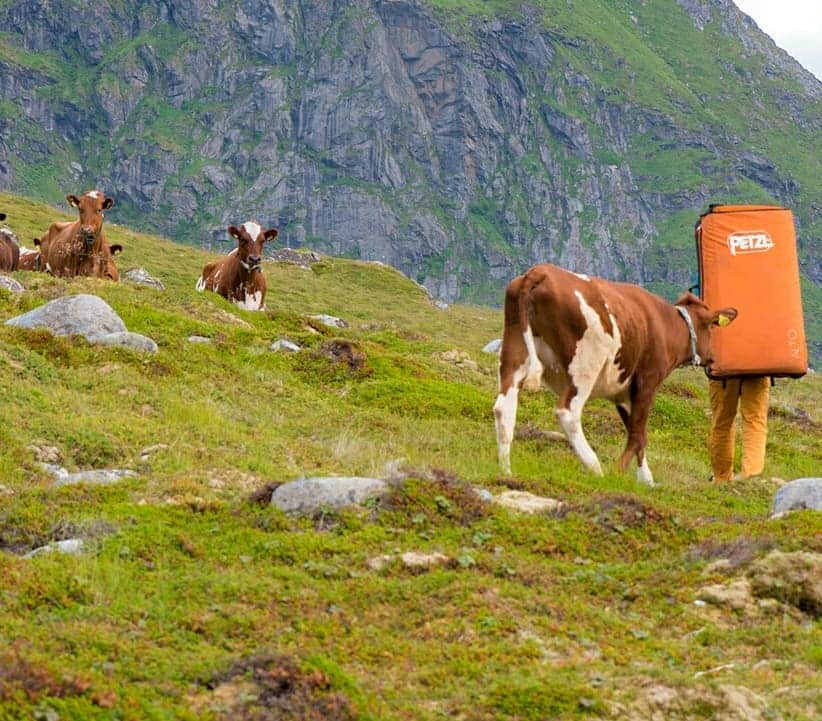 ヨルグ・バーホーベンさんのインスタグラム写真 - (ヨルグ・バーホーベンInstagram)「Pebbles on the beach. Bouldering with a view on Norway's Lofoten last Summer. Dreamy place... with lots of cows psyched for spotting 😅 • 📸 @tobias_lanzanasto  @marmot_mountain_europe @lasportivagram @petzl_official @vibram」12月13日 1時19分 - jorgverhoeven