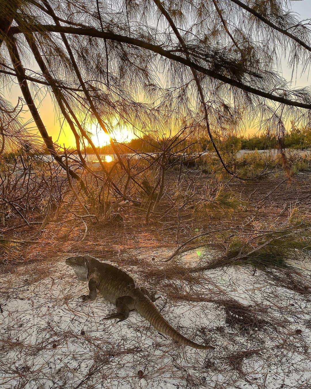 キム・ジョーンズさんのインスタグラム写真 - (キム・ジョーンズInstagram)「Sunset and a rock iguana」12月9日 7時10分 - mrkimjones