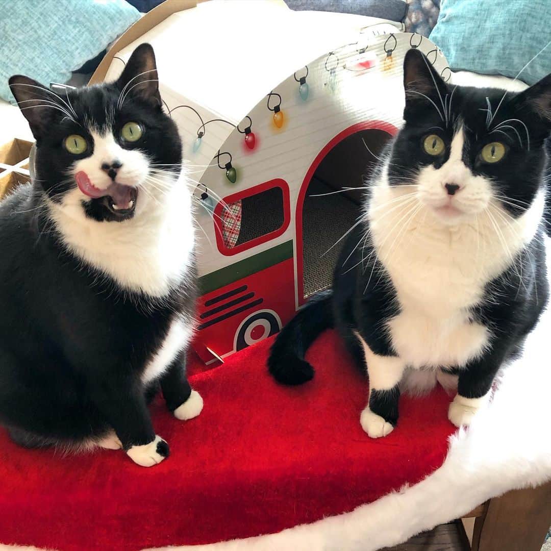 Tuxedo Cat Brosのインスタグラム：「Who’s ready for a road trip in our holiday camper? We can all squeeze in, right???」