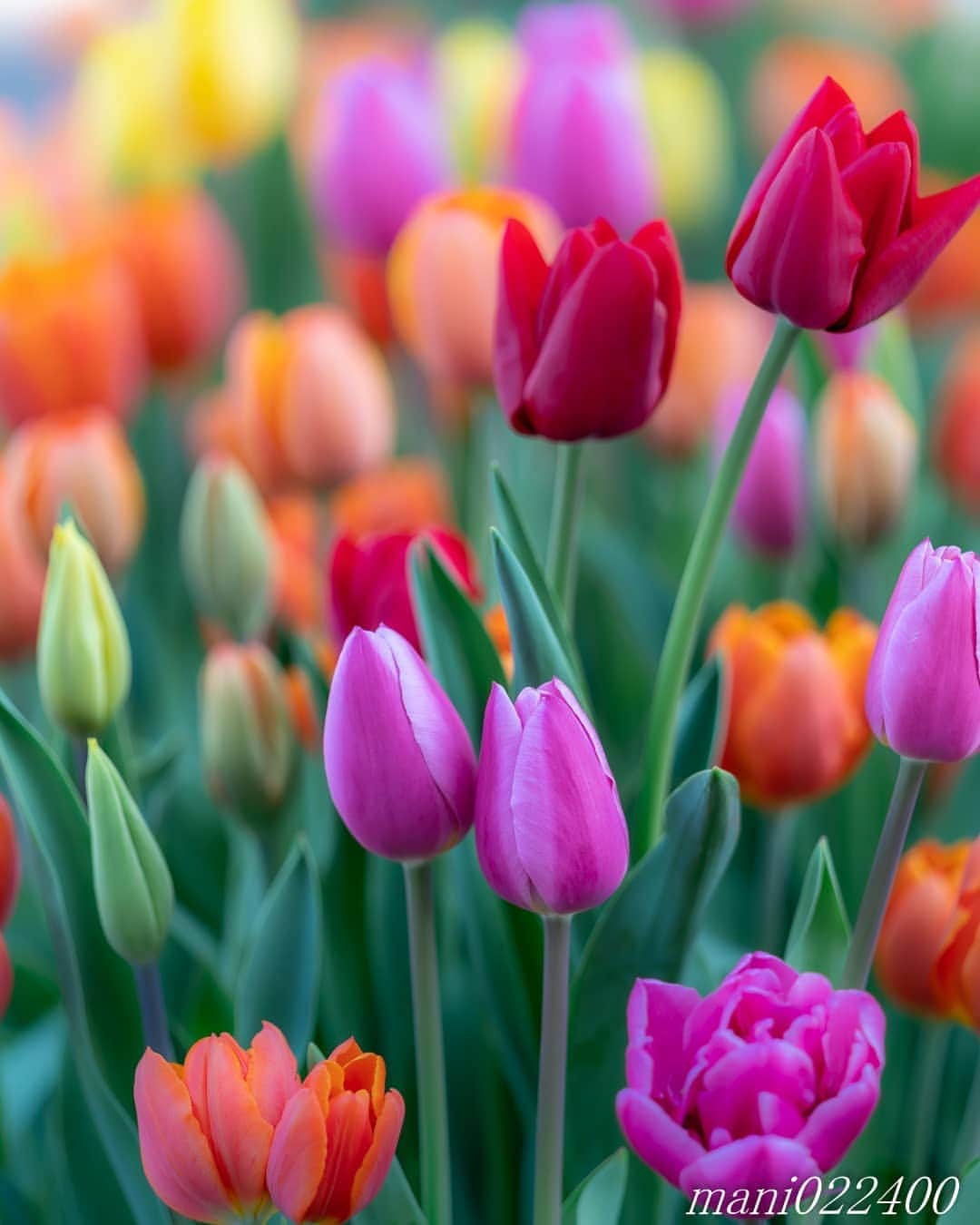 mani022400のグルメインスタ