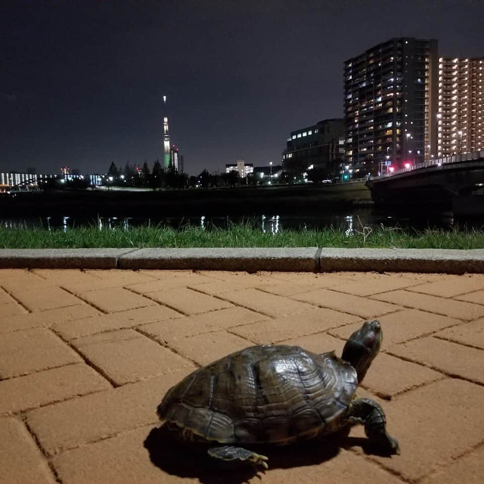 【公式】俺の話は長いさんのインスタグラム写真 - (【公式】俺の話は長いInstagram)「🐢🐢🐢﻿ ﻿ ☕PR番組情報☕﻿ 12/9(月)深夜25:09～25:39﻿ 「#俺の話は長い」最終回直前SP❗﻿ ﻿ あっという間に最終回😂そこで現場の裏側すべて見せます❗️初出しメイキング映像大放出👏#生田斗真 さんの🆖シーン🐢#安田顕 さん歌の練習で大爆笑😆#小池栄子 さん誕生日イベント🎂など必見です✨﻿ ﻿ 12/9(月)25:09〜﻿ 関東ローカル﻿ NIB(長崎国際テレビ)﻿ YBS(山梨放送)﻿ ﻿ 12/11(水)25:49〜﻿ YTV(読売テレビ)﻿ ﻿ 12/12(木)10:25〜﻿ KNB(北日本放送) ﻿ ・ 12/12（木)27:14〜 STV（札幌テレビ） ﻿ ・ ぜひご覧ください🤗﻿ ﻿ #俺話﻿ #生田斗真﻿ #安田顕﻿ #小池栄子﻿ #清原果耶 ﻿ #原田美枝子﻿」12月8日 22時08分 - orebana_ntv