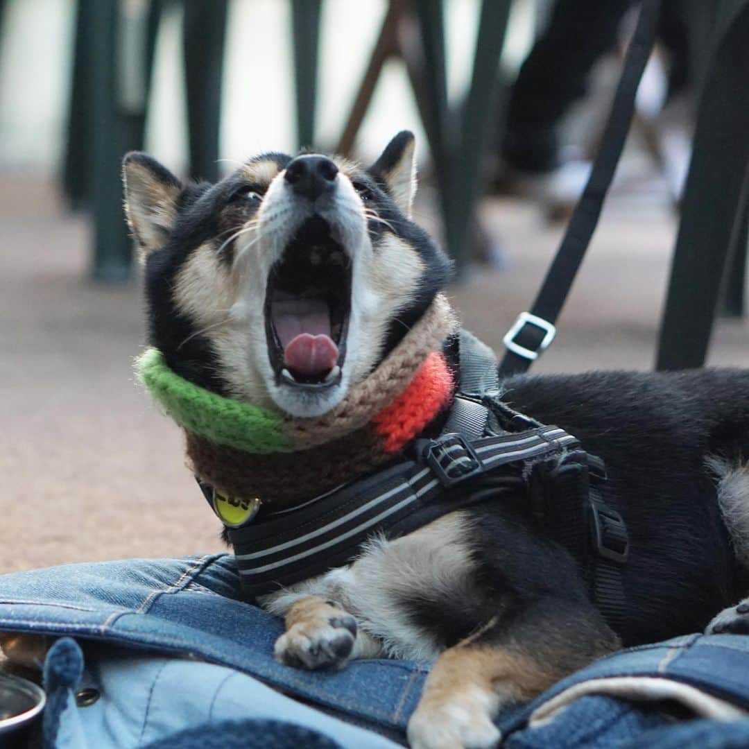 黒豆柴こむぎのグルメインスタ