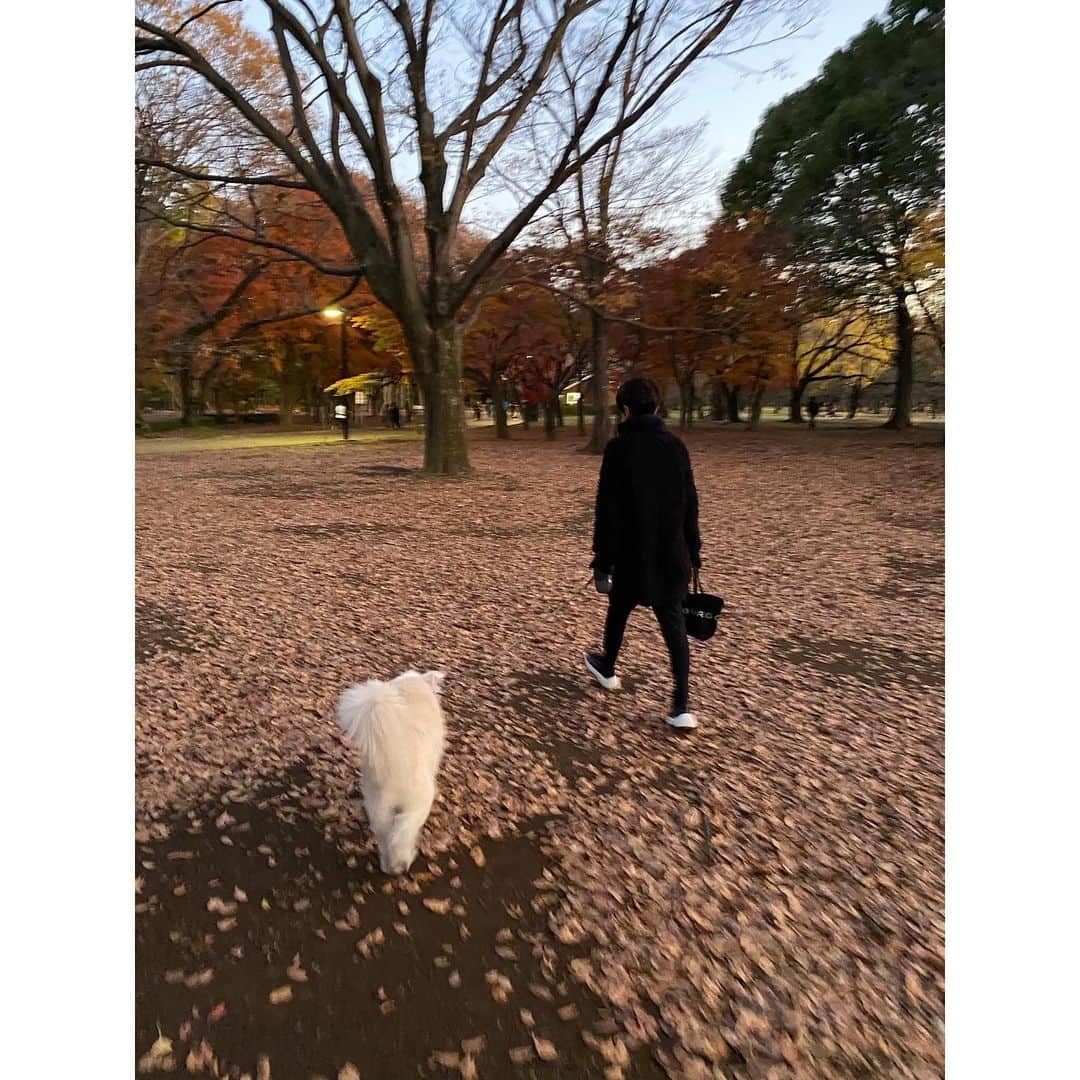 黒田知永子さんのインスタグラム写真 - (黒田知永子Instagram)「とろ散歩🐕🚶‍♀️ ほんの一瞬の夕暮れ時の空を見る。 いい時間。  #twilight  #夕暮れの空  #dog#犬#いぬ #ごまとろむぎ  #黒田とろろ  #黒田知永子  #chiekokuroda」12月8日 22時48分 - kuroda_chieko