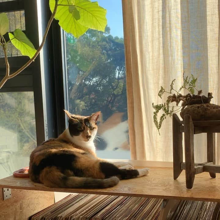 長谷川踏太のインスタグラム：「☀️ #tsukijicat」