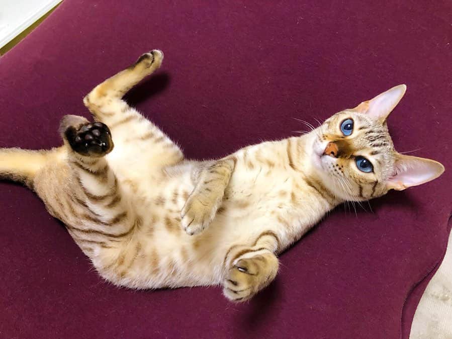 栗原里奈さんのインスタグラム写真 - (栗原里奈Instagram)「Yogiboはしらゆきに占領されぎみ🐈 いつも真ん中陣取りぐでんぐでんになっています🐈  #しらゆき #ベンガル #スノーベンガル #猫と暮らす #bengalcat  #blueeyes  #catstagram」12月8日 22時58分 - rina__kurihara