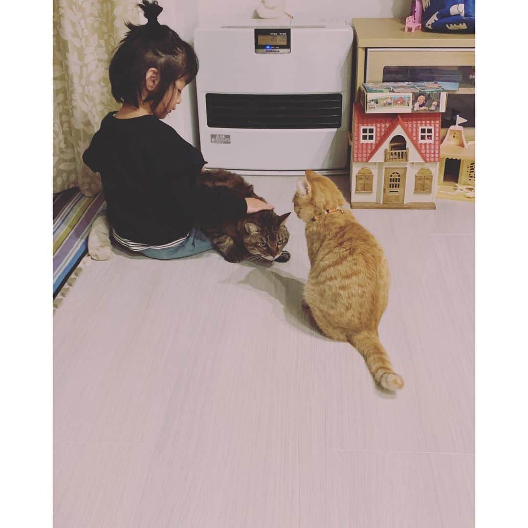 kainatsuさんのインスタグラム写真 - (kainatsuInstagram)「2日ぶりだったからか？ 巨大猫さんの周りへやけに集まってきていた大猫さんと仔猫さん。  #guru_guru_guruli #oto_no_koto  #ぐるりとおと #保護猫」12月8日 22時59分 - natsugram_life