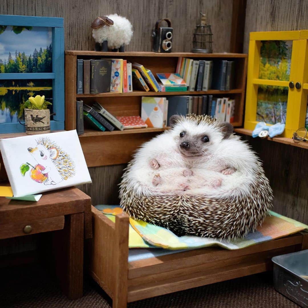 ダーシーさんのインスタグラム写真 - (ダーシーInstagram)「Hedgehogs love art👨‍🎨🎨✨ ・ ・ ・ 昨日 @shabecommu さんで実施した「ハリネズミを可愛く撮りたいセミナー」で撮らせてもらったハリちゃん達をちょっとご紹介🦔✨ ショパンのアトリエにていわさきさん(@uchador)にお願いしたイラストと記念撮影しました👨‍🎨🎨✨ 最後の動画はセミナー中に外に出たがるはくびくん🤣🤣🤣(@hmhr0203)」12月8日 23時00分 - darcytheflyinghedgehog
