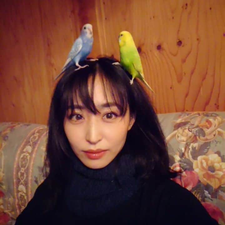 のインスタグラム：「Get along!! 🐦♥️🥰♥️🐦 仲良くね～  #D_Drive #budgerigar #Yuki #セキセイインコ」