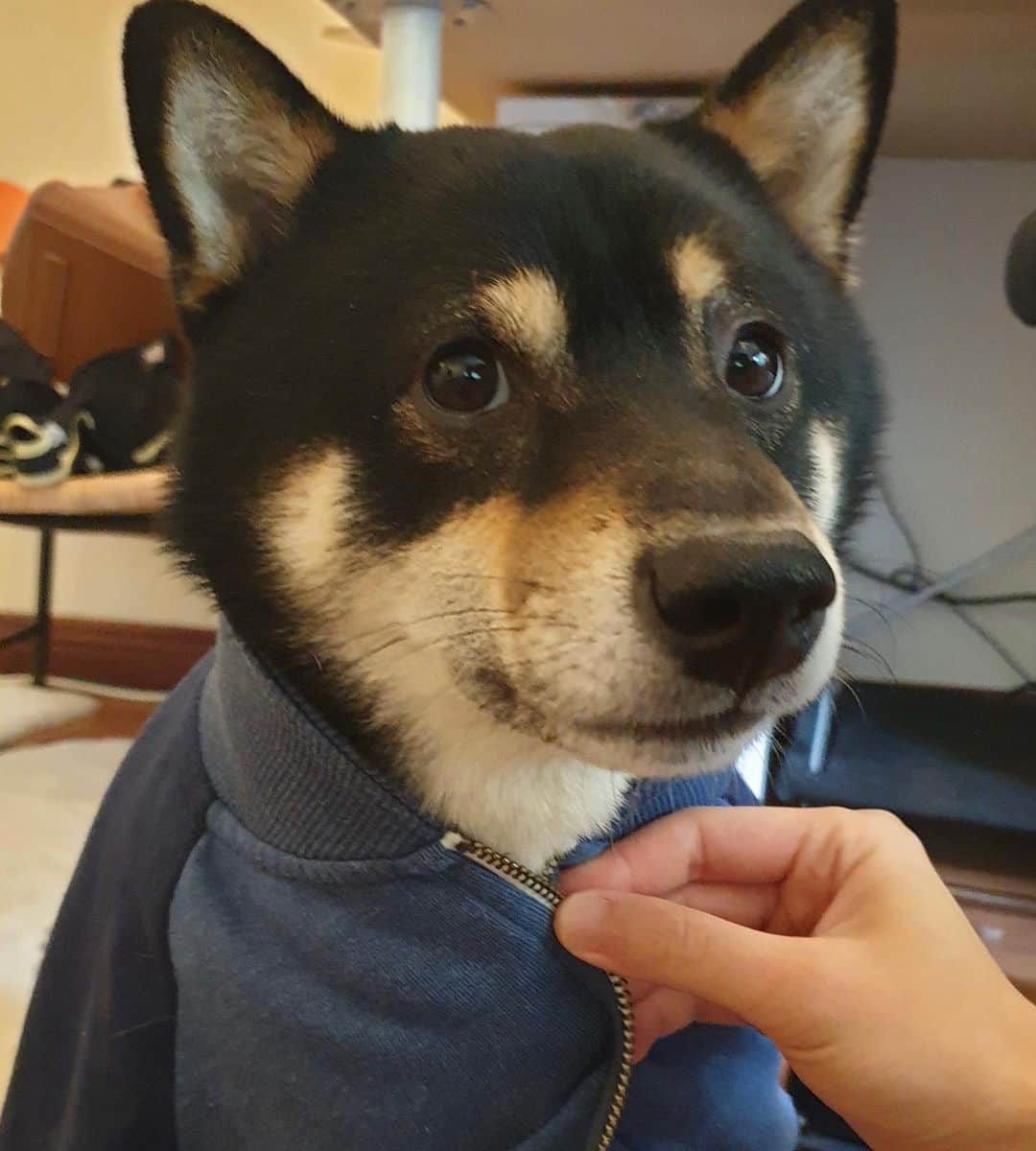 ?Fricko the Shiba Inu?のインスタグラム：「Suit up!!😎 🐾 🐾 🐾 #Keaton #🐶 #shiba #shibainu #dog #柴犬 #黒柴 #子犬 #shibalovers #shibaholics #dogoftheday #dogslife #weeklyfluff  #dogstagram  #dogscorner #shibapuppy #puppiesofinstagram」