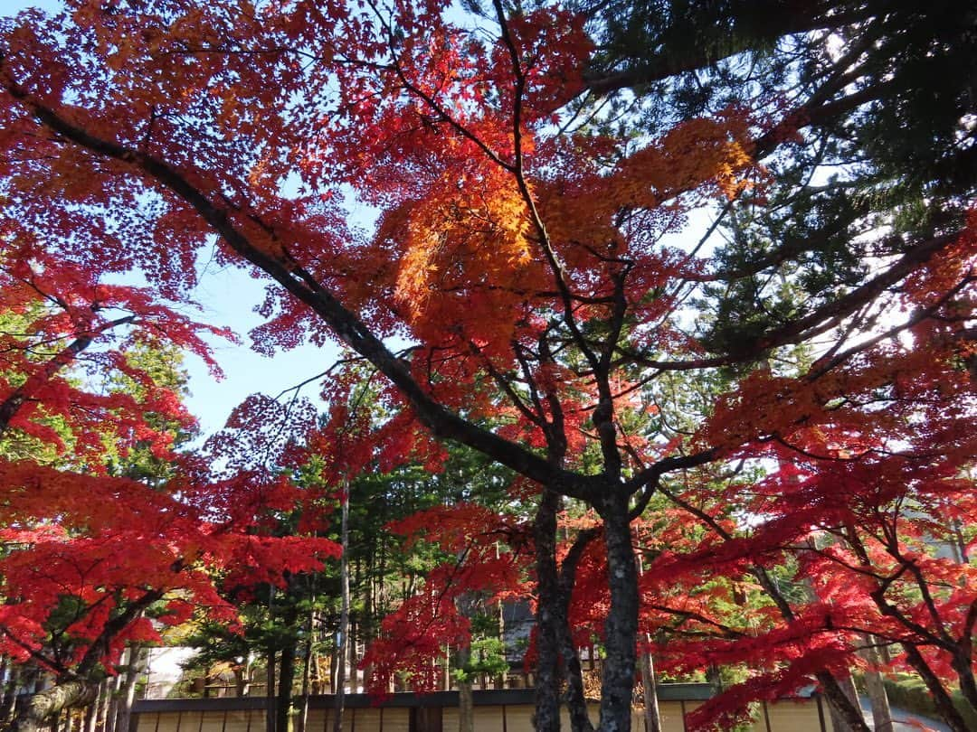 小林未来さんのインスタグラム写真 - (小林未来Instagram)「かぎろひ号で向かったのは、高野山🍁🍁🍁 お天気にもガイドさんにも恵まれ、見所を効率よく回れたものの…ツアーゆえに時間の限界が悔しい🥺 じっくり再訪したいところです🚃 #高野山 #壇上伽藍 #根本大塔 #奥之院 #弘法大師 #南無大師遍照金剛 #金剛峯寺 #紅葉狩り #紅葉 #旅好きな人と繋がりたい #travelphotography #koyasan #koyasanjapan #travelgram」12月9日 0時12分 - mirai.kobayashi