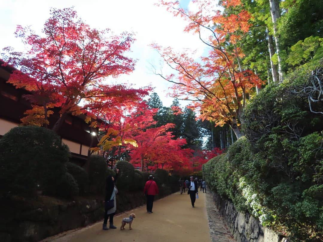 小林未来さんのインスタグラム写真 - (小林未来Instagram)「かぎろひ号で向かったのは、高野山🍁🍁🍁 お天気にもガイドさんにも恵まれ、見所を効率よく回れたものの…ツアーゆえに時間の限界が悔しい🥺 じっくり再訪したいところです🚃 #高野山 #壇上伽藍 #根本大塔 #奥之院 #弘法大師 #南無大師遍照金剛 #金剛峯寺 #紅葉狩り #紅葉 #旅好きな人と繋がりたい #travelphotography #koyasan #koyasanjapan #travelgram」12月9日 0時12分 - mirai.kobayashi