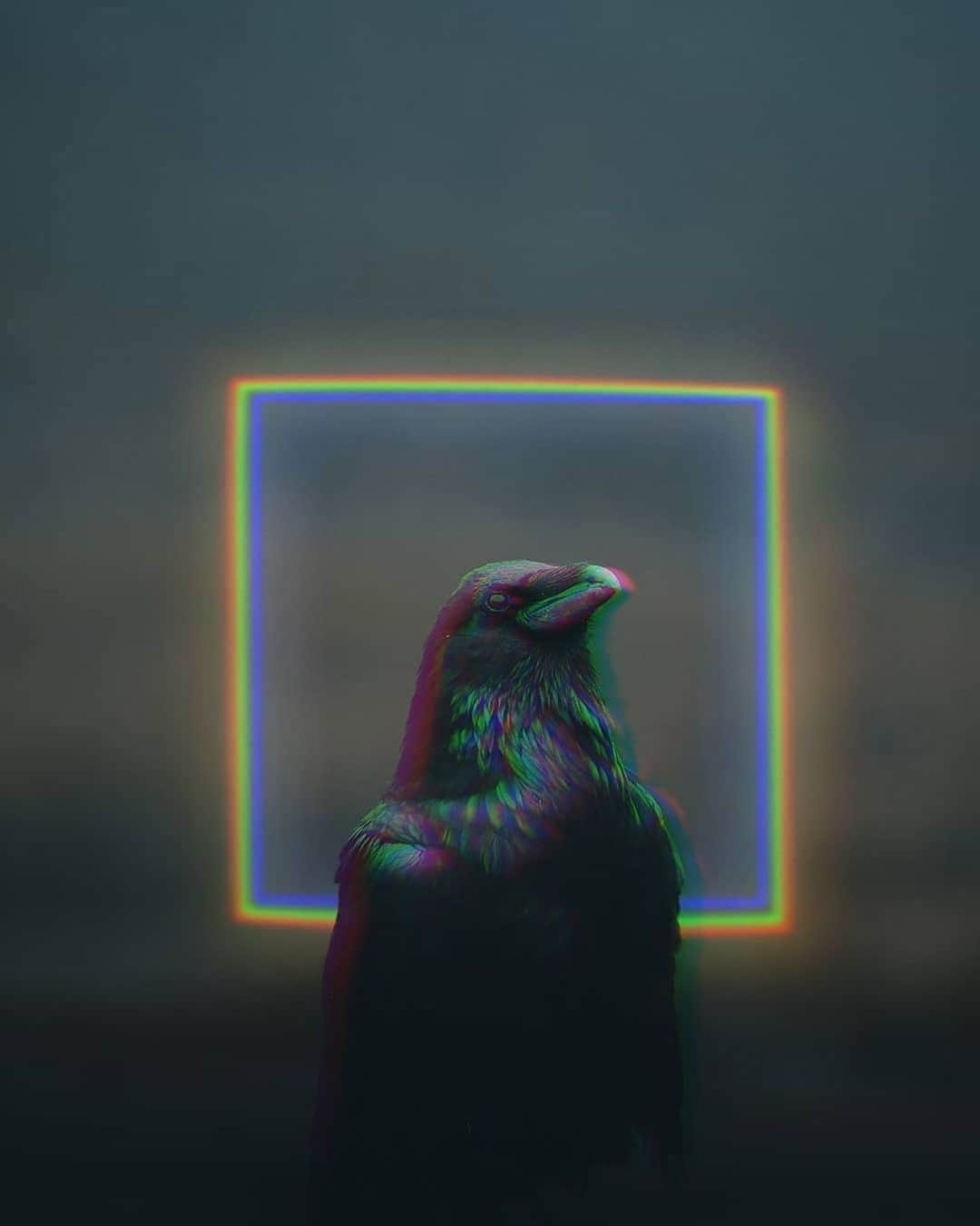 Shapicalのインスタグラム
