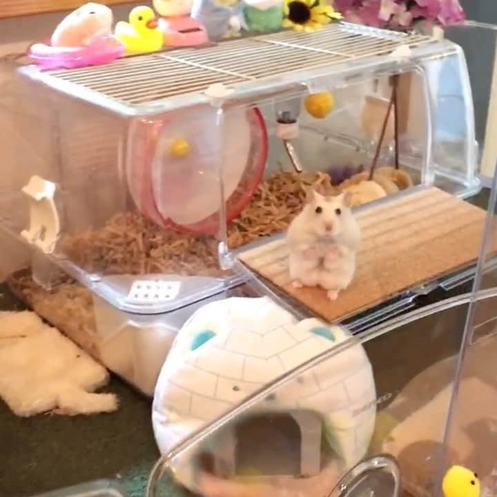 hamster_mocoのインスタグラム
