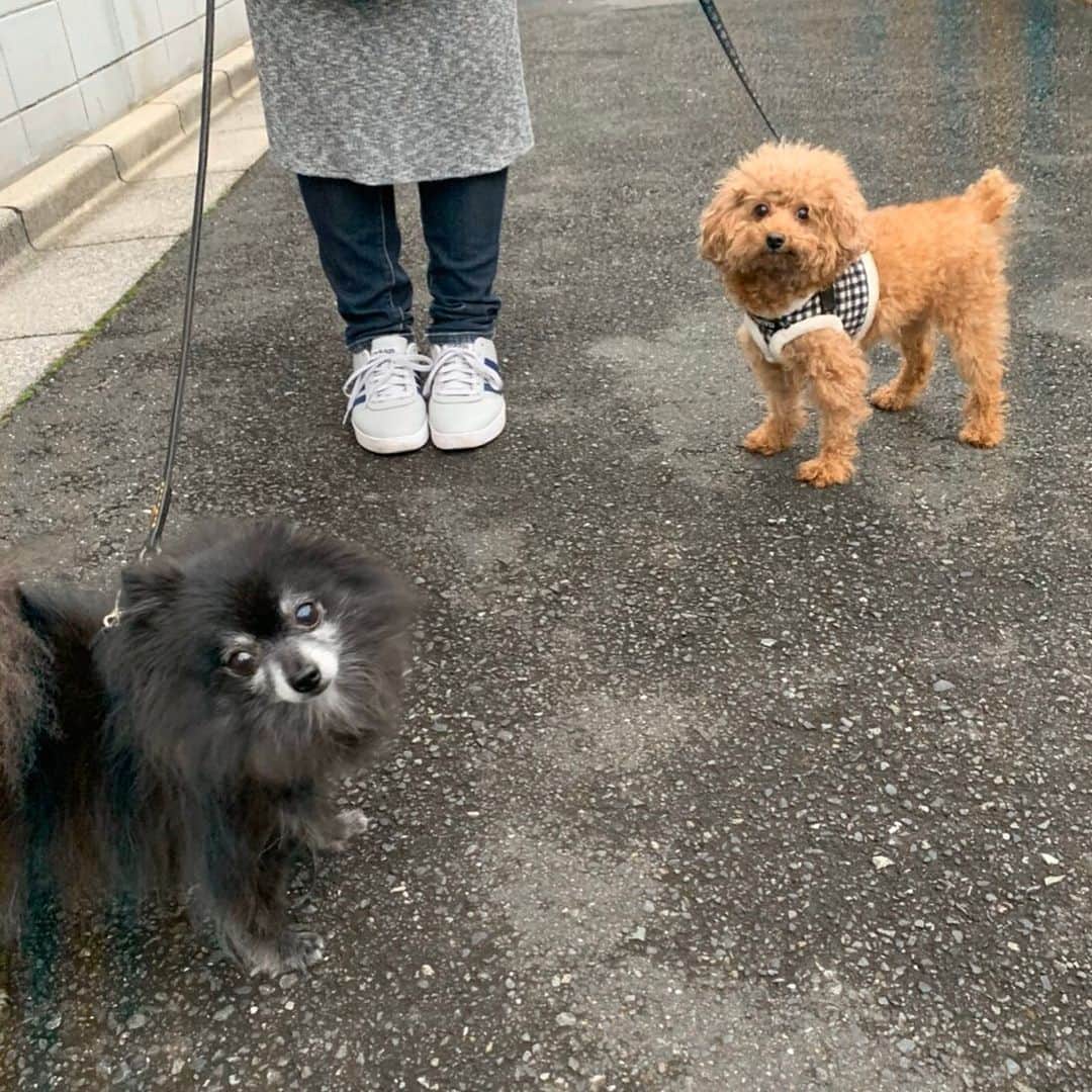 藤井ペイジさんのインスタグラム写真 - (藤井ペイジInstagram)「無事に帰京です。今回、愛犬もなかは犬好き仲間のばーん・ユイティが預かってくれました。助かったー！ポメラニアンのもすけちゃんと仲良く散歩の写真。無事に引き取り、今は僕のお腹の上におります。ありがとう！ #ばーん #ポメラニアン #トイプードル #犬好き」12月9日 1時41分 - fujii_page