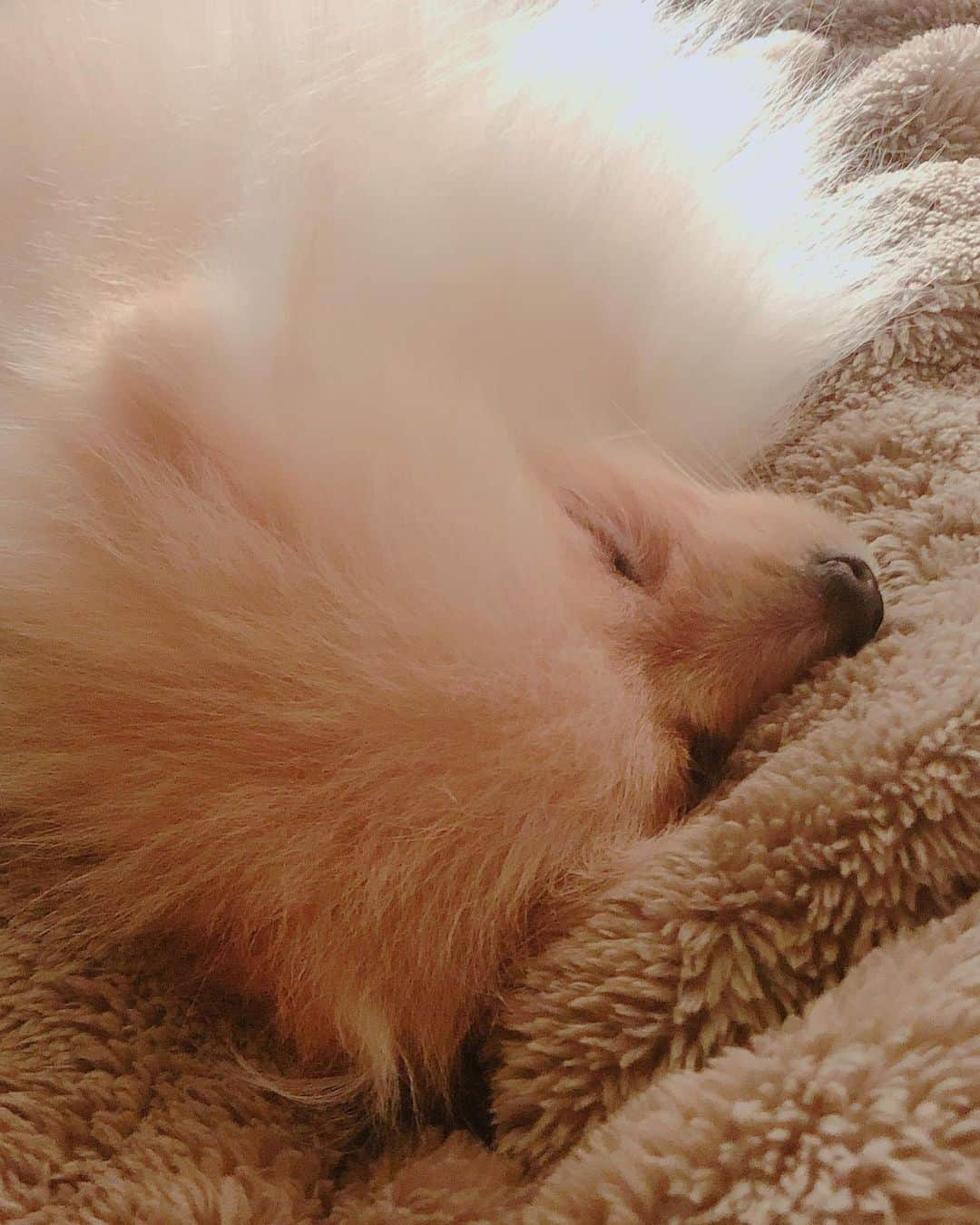 桜もこさんのインスタグラム写真 - (桜もこInstagram)「おやすみ💤  #ポメラニアン #ぴぴ #love #🐶 #dog」12月9日 1時50分 - mokochan319