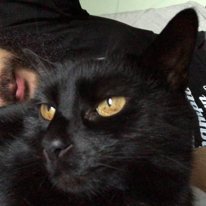 のインスタグラム：「He feels absolutely good. #GOK #GreatOKharn #blackcat  #petstagram  #overseaslife #britishlife #オーカーン #英国 #イギリス #海外生活  #イギリス生活 #黒猫 #ペット #犬派だけど猫も好き 投稿動画が途中で音が消えるのだが、民の中に解決策を知ってる者はおらぬか？ この動画も幾度か試し、今回何故か投稿できたがシステムが分からん。」