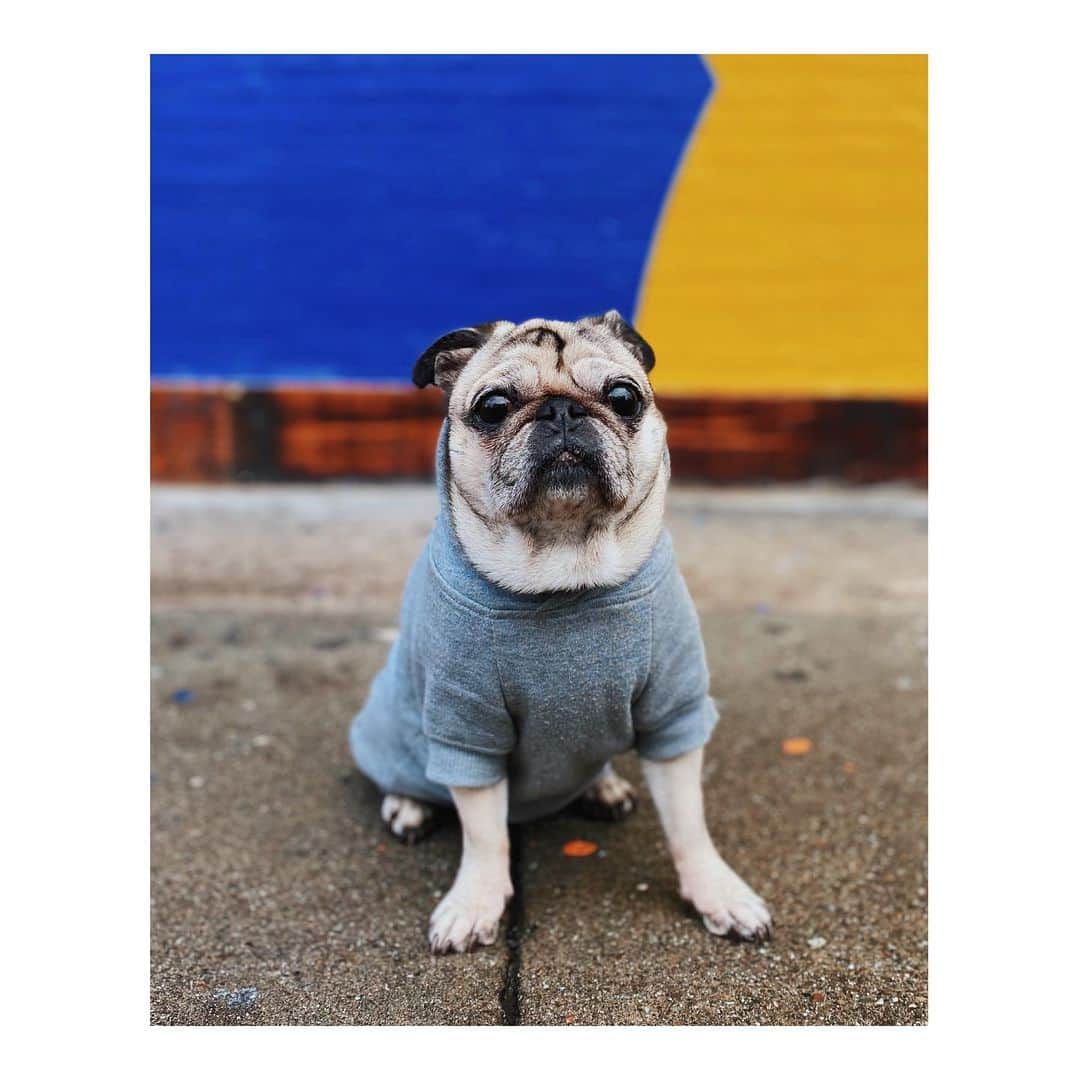 Melissa Santiagoのインスタグラム：「It’s hoodie season. #DailyPug #LeicaHarrietPancakes #pugsofinstagram #pug」