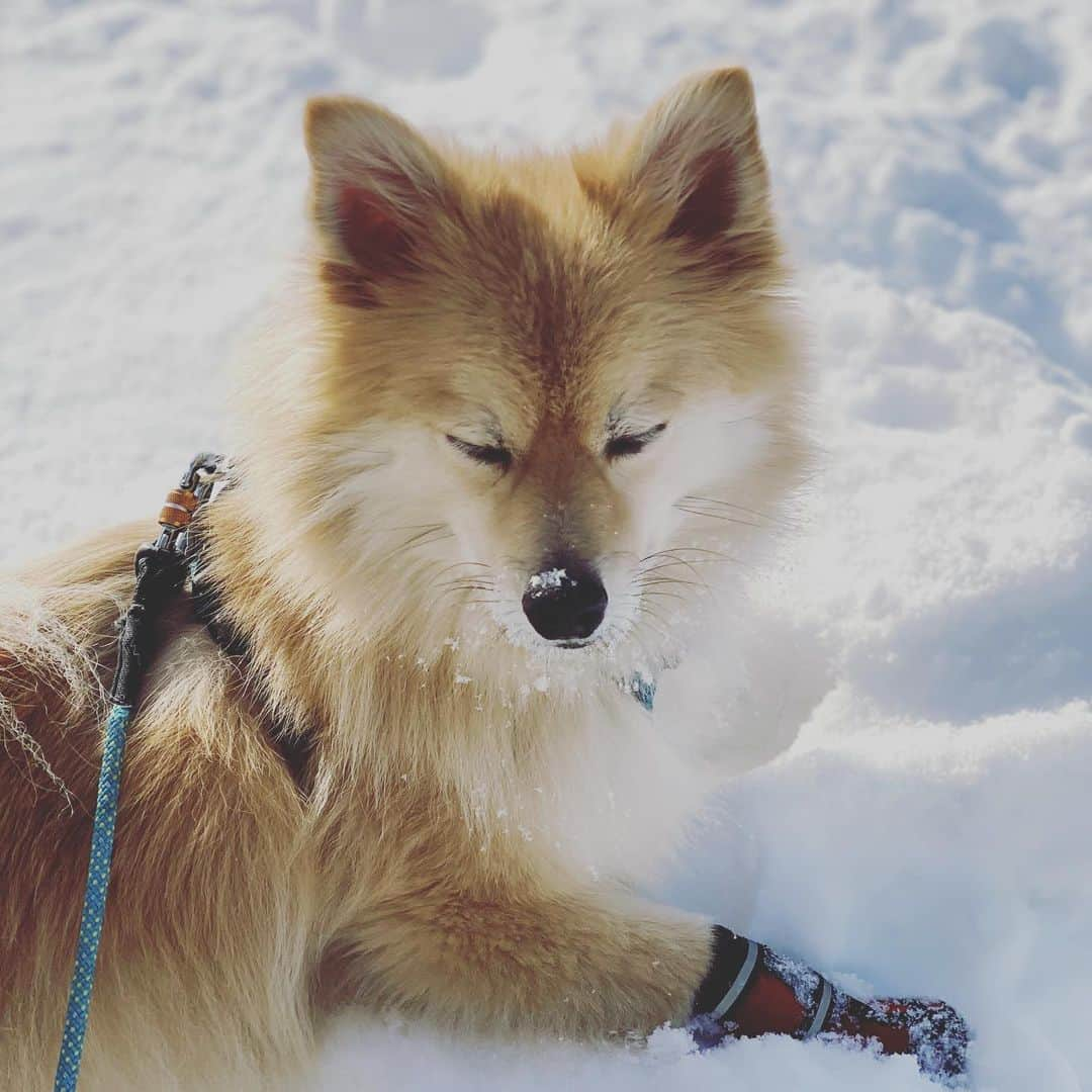 イナキョウコさんのインスタグラム写真 - (イナキョウコInstagram)「Pausing to enjoy the sun ☀️. . . . . . #pomsky #pom #pomeranian #siberianhusky #husky #snowdog #sun #snow #winter #hiking #dogs #fun」12月9日 2時26分 - inakyoko