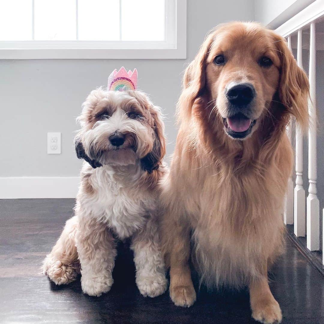 Buddy Boo Blueさんのインスタグラム写真 - (Buddy Boo BlueInstagram)「Happy 5th birthday, to our Bluebeary Pie! For his birthday we made Benny wear the bday hat so Bluebeary could laugh at him. Bluebeary has more love for people than he knows what to do with, is our protector and will ever so calmly walk over and place himself between us and whatever he thinks may be threatening us (growling dog, etc), will eat whatever he can sneak into his mouth and happily suffer the consequences later, and plays the role of security blanket to his two fur brothers. Bluebeary, our hearts burst everyday with love for you!! ❤️」12月9日 2時46分 - buddyboowaggytails