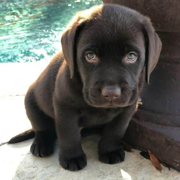 World of Labradors!さんのインスタグラム写真 - (World of Labradors!Instagram)「"After my parents told me I'm on the naughty list." - Chubb @thesirchubbington」12月9日 3時05分 - worldoflabs