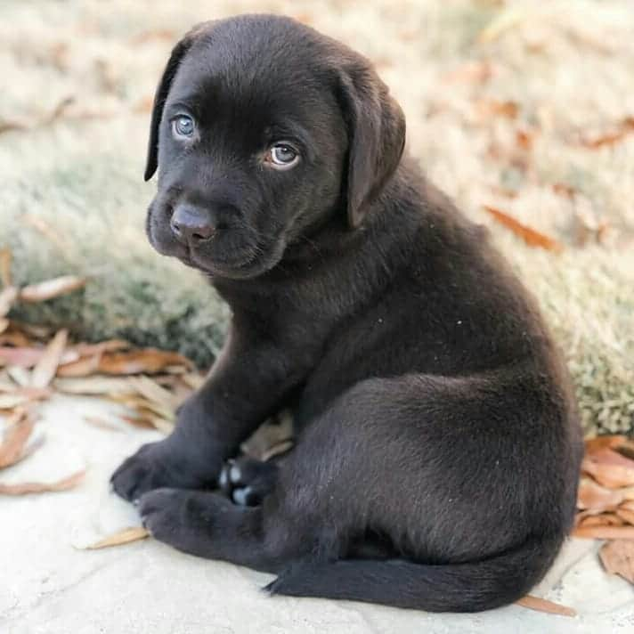 World of Labradors!さんのインスタグラム写真 - (World of Labradors!Instagram)「"After my parents told me I'm on the naughty list." - Chubb @thesirchubbington」12月9日 3時05分 - worldoflabs