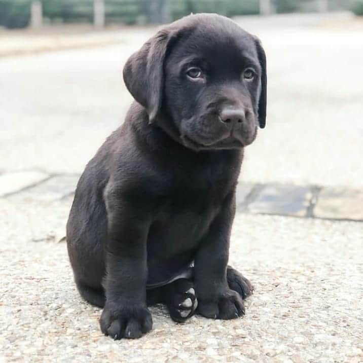 World of Labradors!さんのインスタグラム写真 - (World of Labradors!Instagram)「"After my parents told me I'm on the naughty list." - Chubb @thesirchubbington」12月9日 3時05分 - worldoflabs