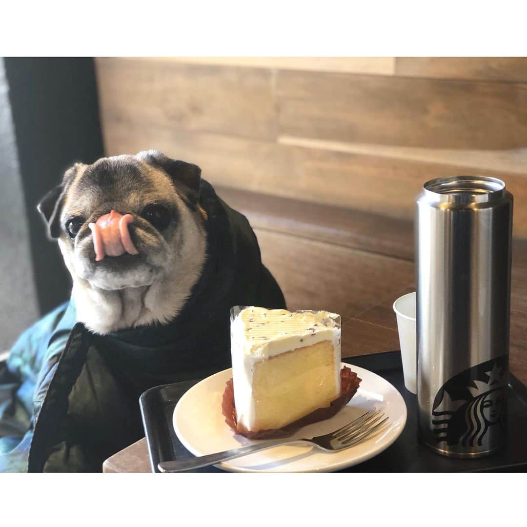八兵衛のインスタグラム：「at Starbucks☕️ * * 先日の通院帰り🏥 * *  #ほぼ黒パグ #おじいちゃん犬 #pug #puggy #puglife #puglove #petstagram #pugstagram #pugsofinstagram #pugs #dog #ふわもこ部  @igersjp #IGersJP #east_dog_japan #pecoイヌ部 #八兵衛 #はちべえ #朝ワンコ夕ニャンコ #スタバ　#starbucks #犬とカフェ」