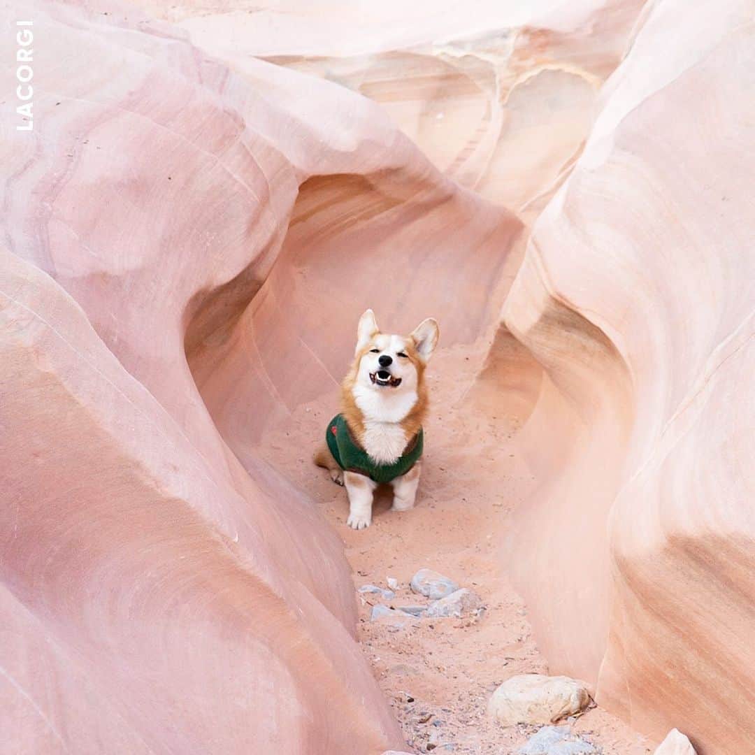 Geordi La Corgiさんのインスタグラム写真 - (Geordi La CorgiInstagram)「Don’t corgis have the best smiles ever?? ⁣ ⁣ If you’re near Vegas, make sure to stop by Valley of Fire! This park has short, beginner-friendly hikes, and the colors and the rock formations were so surreal. 😍」12月9日 3時36分 - lacorgi