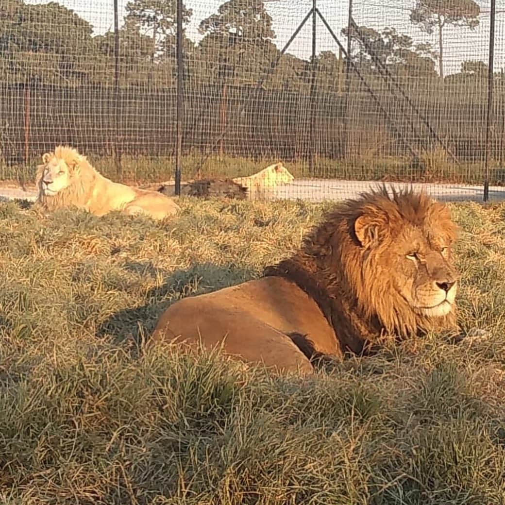 Black Jaguar-White Tiger さんのインスタグラム写真 - (Black Jaguar-White Tiger Instagram)「Twilo & Ghost yesterday... #TwiloBJWT #BabyGhostBJWT #SaveLions」12月9日 4時16分 - blackjaguarwhitetiger