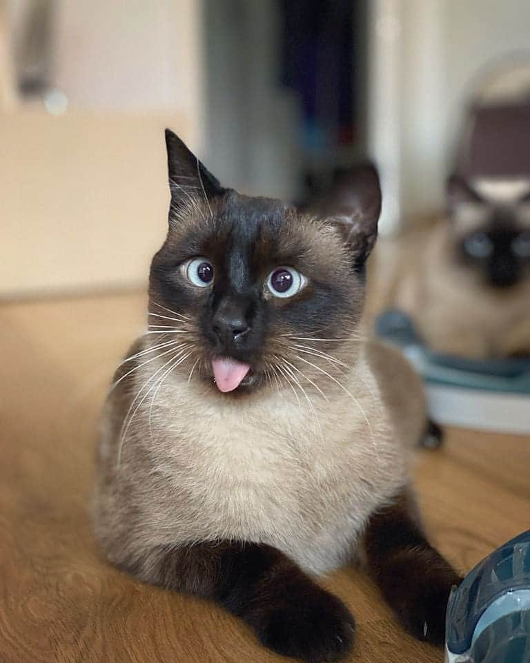 siamese_love_さんのインスタグラム写真 - (siamese_love_Instagram)「from @thesiamese3io -  happy sunday to all of my furry friends 😛 . #cat #猫#gattisiamesi #Siamesi#Siamese #siamcAt #siamesecatlovers #siamcatlovers #siamesemix #siamesekitten #siamesekitty #siamés #siamesecatoftheday #gatto #chat#siamesecatofinstagram #siamesecats#siamesecat #instasiamese#siamesebluepoint #gattosiamese #gatos#고양이 #kat#katze#kotka#köttur  #샴고양이 #샴 #シャム猫」12月9日 4時58分 - siamese_love_