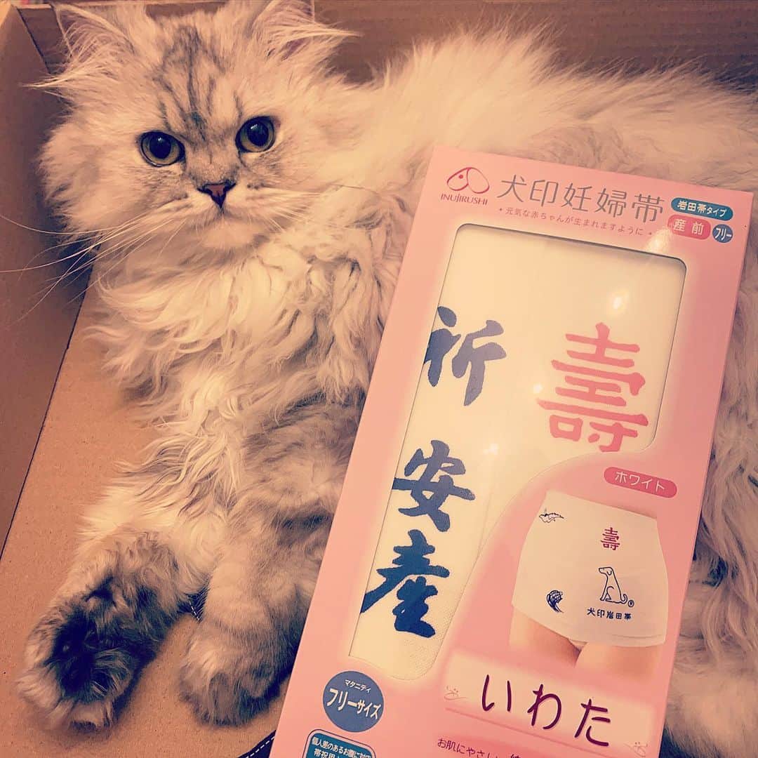 SATOKOさんのインスタグラム写真 - (SATOKOInstagram)「もーすぐ戌の日だからお客さまにもらった腹帯でご祈祷してくる♡ 戌の日だけど猫。笑 いろんなものいつも本当にありがとう♡」12月9日 15時04分 - fc_satoko