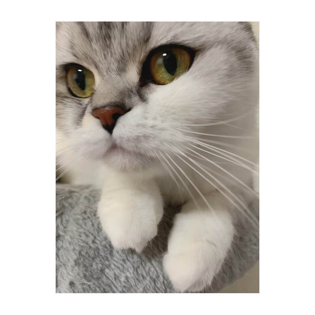 金澤朋子さんのインスタグラム写真 - (金澤朋子Instagram)「なんだか冷え込んでいますね。風邪などひかれぬよう、皆さんお気をつけ下さいませ🙌🏼💦 . せっかくなので可愛いすいちゃん写真で癒しのおすそ分け。今日も1日まだまだ頑張りましょう！ . #juicejuice #金澤朋子  #ペット #猫 #癒し #すいちゃん  #にゃんすたぐらむ #どアップ #可愛い」12月9日 15時11分 - tomoko_kanazawa.official