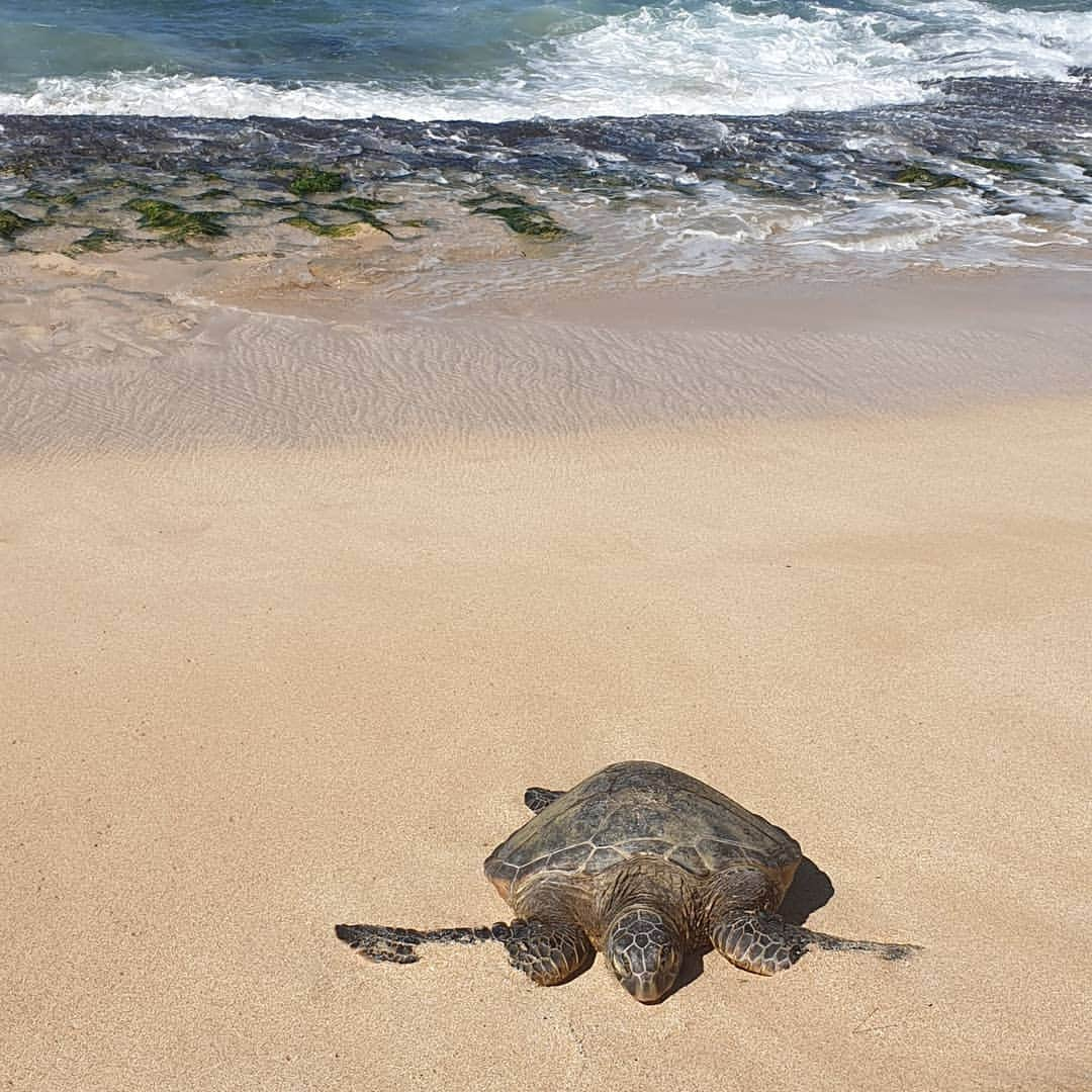 イ・サンウさんのインスタグラム写真 - (イ・サンウInstagram)「거북이 하와이」12月9日 16時26分 - bbbjovi