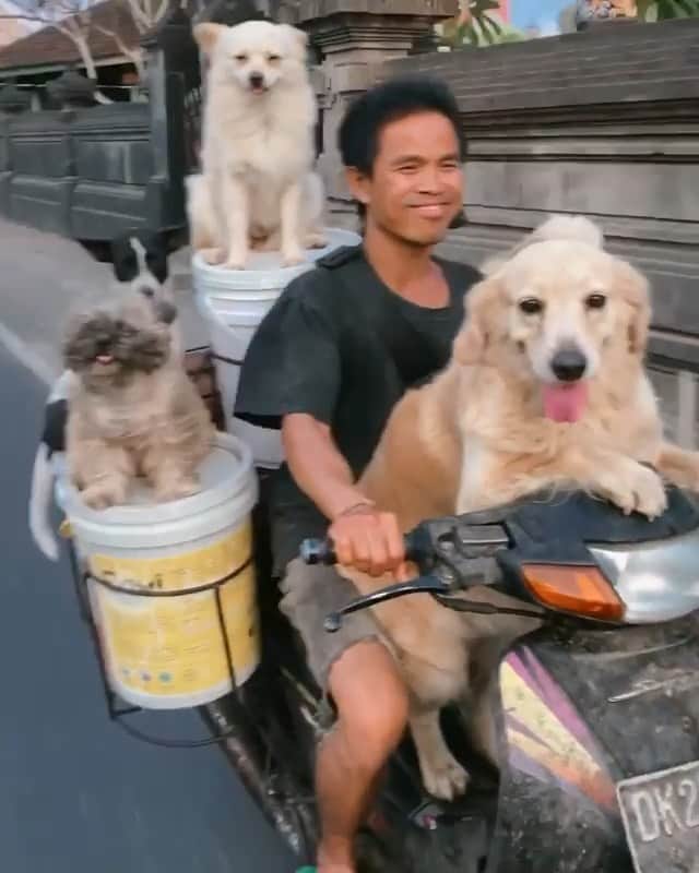 ティモシー・サイクスのインスタグラム：「Repost from @karmagawa We hope you enjoyed your weekend as much as these dogs enjoyed their motorcycle ride here in Bali! Share this video with your followers and tag some dog lovers because let’s face it...dog’s are truly incredible animals! Great video @doyoutravel #doglovers #dogsarefamily #karmagawa」