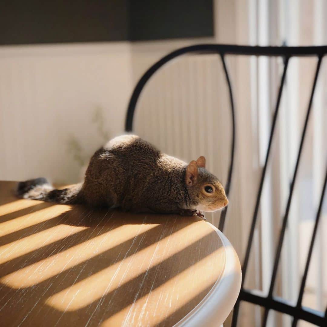 Jillさんのインスタグラム写真 - (JillInstagram)「Jill is slowing down for the winter and enjoying every moment warming up in the sun.⁣ ⁣ ⁣ 🎵 Four Tet | Memories⁣ ⁣ ⁣ #petsquirrel #squirrel #squirrels #squirrellove #squirrellife #squirrelsofig #squirrelsofinstagram #easterngreysquirrel #easterngraysquirrel #ilovesquirrels #petsofinstagram #jillthesquirrel #thisgirlisasquirrel #sun #sunlight」12月9日 7時56分 - this_girl_is_a_squirrel