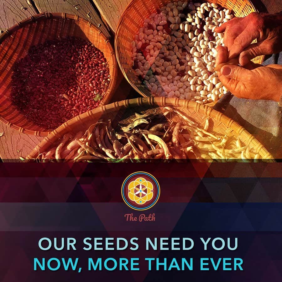 のインスタグラム：「i had the opportunity to hear @grandmotherflordemayo speak recently about the importance of seed keeping and preservation. she and her family and seed keepers are currently raising funds to preserve the library they have meticulously and lovingly built. if you feel able and called to learn more and donate please follow the link in my bio 🌱  words from @grandmotherflordemayo “Greetings Seed Keepers, Ambassadors of Peace, Compassion, and Love and Light: Simply put, we need to preserve the seeds, as they are a living library. These crops were developed over centuries and millennia by farmers and their stories are woven into the cultural memory of the people that have grown them. Seeds that have been adapted for the different soils and climates of an area, with all their qualities and characteristics, are the result of generations of meticulous care and dedication. If we keep these seeds alive, we are keeping our heritage alive. In the name of the Spirit of the four Sacred Elements, I thank you. Love and light. Grandmother Flordemayo”」