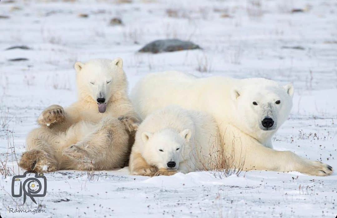 Polar Bearsのインスタグラム：「Life’s more fun with your buddies 🙂😉 tag them below Photo by @ramington_」