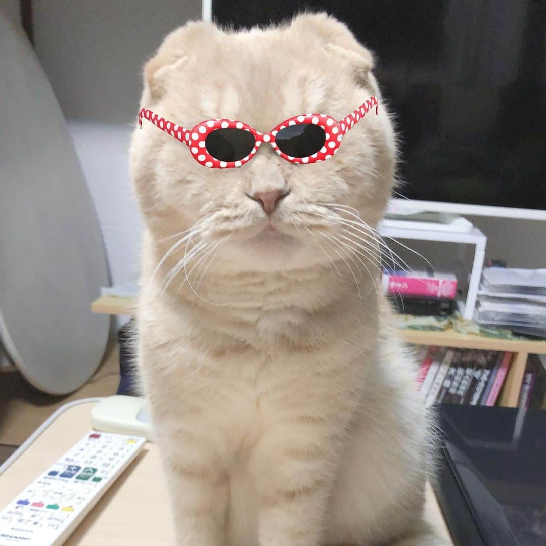 相馬有紀実のインスタグラム：「僕のひきだし作りは毎日です。 個性派な感じもいけます。 もへっ( ◠‿◠ )✨ #すこてぃっしゅふぉーるど  #猫のいる暮らし #猫好きさんと繋がりたい」