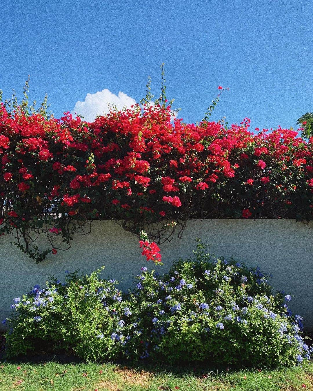 猪鼻ちひろのインスタグラム：「🌺🌼 何度通っても好きな道なのは お花があるからだってよく思う 日本でもいっぱいあるなぁ〜実家の近くとか。 この季節はここのお花が咲くとか思うと通るのが楽しみ。 っていう ひとりごと。 あ〜〜〜綺麗！暑い！最高！ #ちひろトリップ #ちひろtripハワイ」