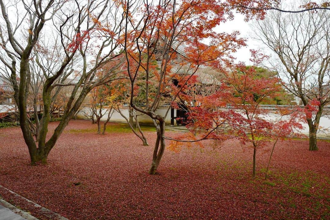 のインスタグラム：「#hisakotravel  #hisako_travel2019  足早に逃げ去ろうとする秋の後ろ姿を垣間見れた京都旅でした。 寒かった！」
