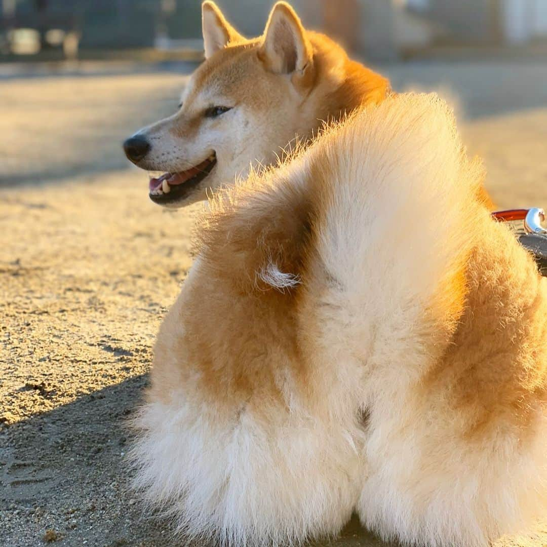 柴犬ハル&保護犬すずさんのインスタグラム写真 - (柴犬ハル&保護犬すずInstagram)「🍑 . ばあさんが、 川で洗濯をしていると、、、 どんぶらこ〜どんぶらこ〜と 毛まみれの桃尻が流れてきました🍑 . #その子の名前は桃太郎 #仲間を見つけて鬼退治に行ってきます #お腰につけた安納芋１つ私にくださいな #ヤギが仲間に加わりました #寒さに弱いので家から出ないヤギでした #めでたしめでたし . #柴犬#柴#kagoshima#dog#puppy#shibainu#shibastagram#いぬバカ部#family#鹿児島#赤柴#雑種#天文館#日本犬#保護犬を家族に#保護犬#元保護犬#姉妹#dogs#kagoshima#動物#animal」12月9日 9時57分 - haruharu040777