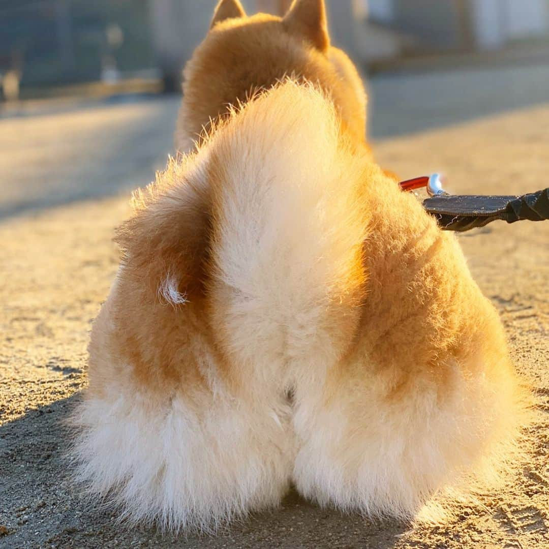 柴犬ハル&保護犬すずさんのインスタグラム写真 - (柴犬ハル&保護犬すずInstagram)「🍑 . ばあさんが、 川で洗濯をしていると、、、 どんぶらこ〜どんぶらこ〜と 毛まみれの桃尻が流れてきました🍑 . #その子の名前は桃太郎 #仲間を見つけて鬼退治に行ってきます #お腰につけた安納芋１つ私にくださいな #ヤギが仲間に加わりました #寒さに弱いので家から出ないヤギでした #めでたしめでたし . #柴犬#柴#kagoshima#dog#puppy#shibainu#shibastagram#いぬバカ部#family#鹿児島#赤柴#雑種#天文館#日本犬#保護犬を家族に#保護犬#元保護犬#姉妹#dogs#kagoshima#動物#animal」12月9日 9時57分 - haruharu040777