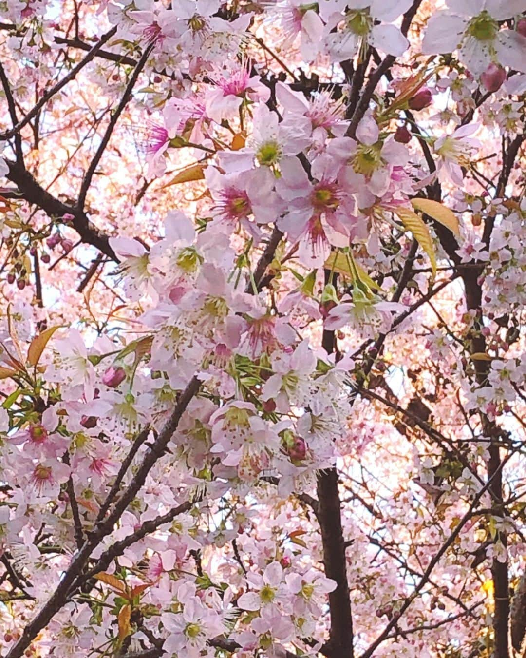 理絵さんのインスタグラム写真 - (理絵Instagram)「やっと満開に🌸  #ヒマラヤ桜 #ヒマラヤザクラ #wildhimalayancherry #wildhimalayancherryblossom #桜 #sakura #cherryblossom #벚꽃 #ciliegio #cerisier #flowers #flower #꽃 #花 #fiore #tokyo #japan」12月9日 11時51分 - ____rie____