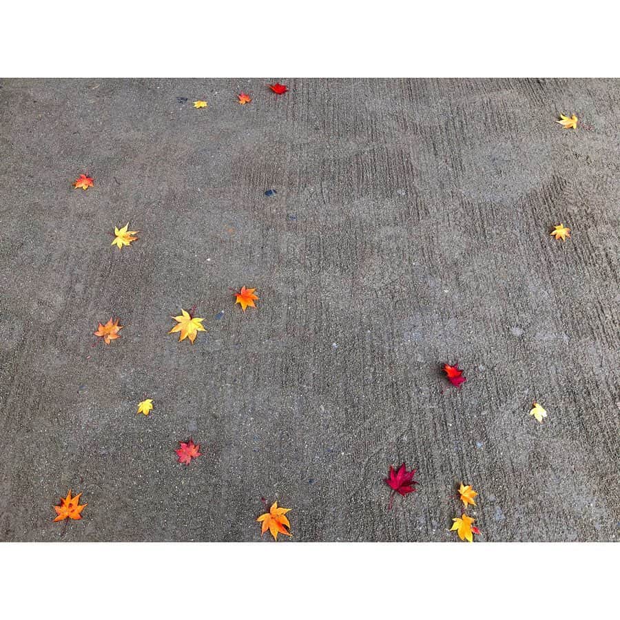 森千波さんのインスタグラム写真 - (森千波Instagram)「11/30🍁 #autumnleaves#autumn #紅葉#詩仙堂#京都#秋」12月9日 12時10分 - 1000wave
